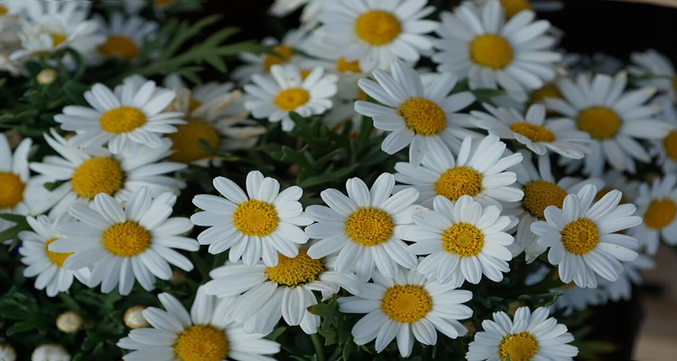 Coroa de flores