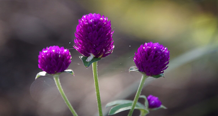 Coroa de flores