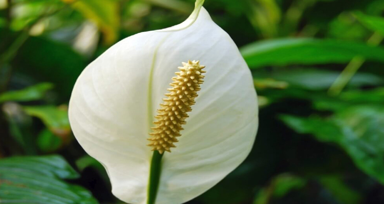 Coroa de flores