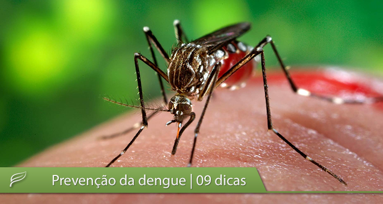 Prevenção da dengue
