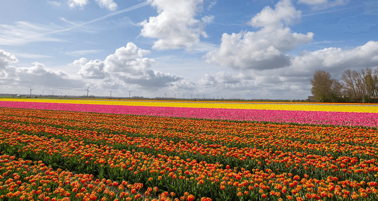 funerária - campo de flores - texto