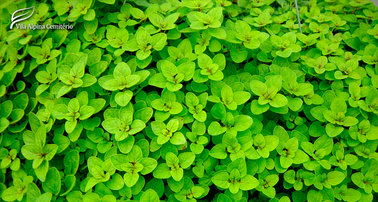 Folhas naturais de orégano