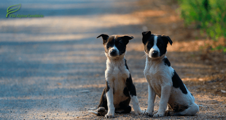 cachorrinhos em estrada - animais de estimação