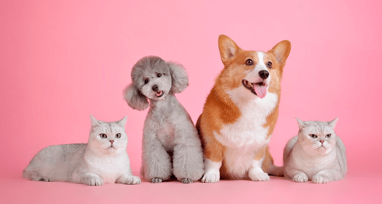 Cães e gatos em fundo rosa