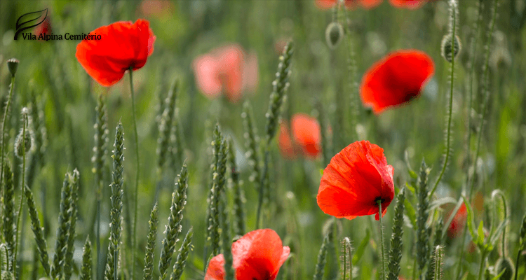 Campo de flores - exumação