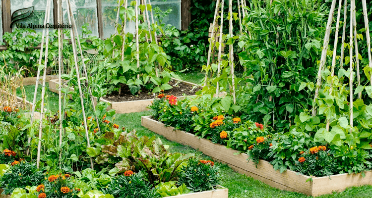 Conceito de horta no jardim de casa