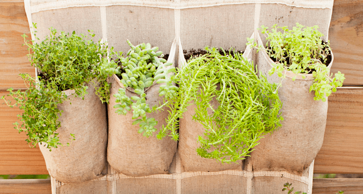 saquinhos com tipos diferentes de planta - horta